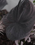 Darkness Mysterious Garden Bouquet