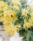 TOKYO KODO incense - MIMOSA