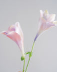 Piece 02 — Quiet Bloom | Mother’s Day 2026
