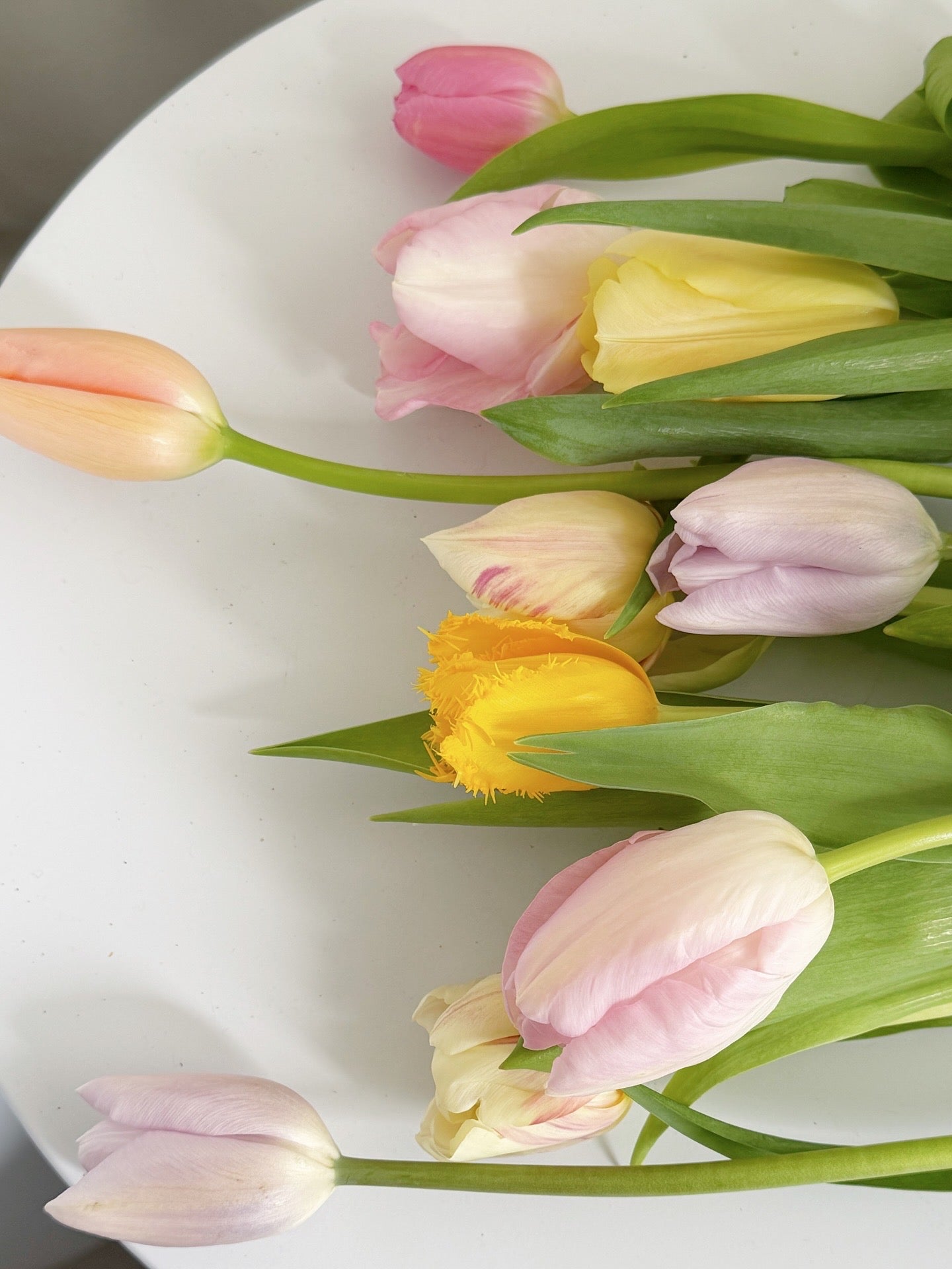 如何處理鬱金香 TULIP 切花的養護 | SENSE131 花藝指南