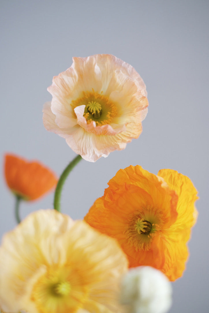 如何處理ICELAND  POPPY 切花的養護 ｜ Sense131 花藝指南