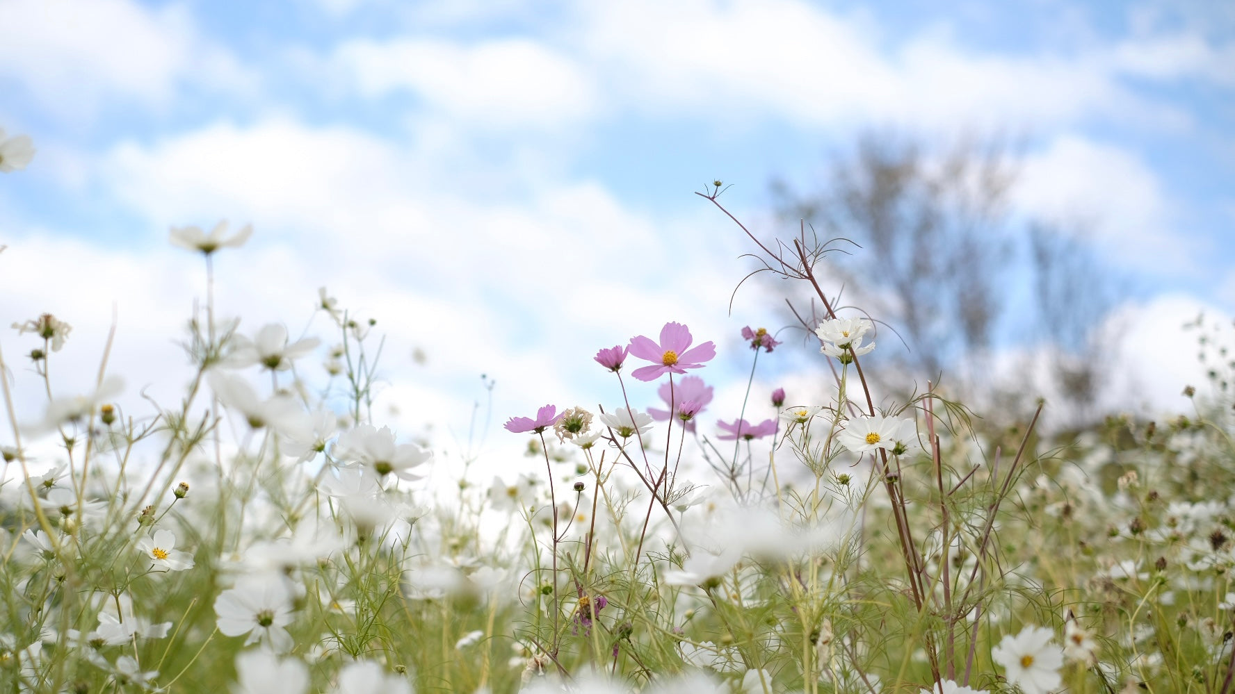 flower cosmos