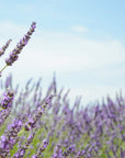 TOKYO KODO incense - LAVENDER ELYSIUM