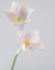 Piece 03 — Sunlit | Mother’s Day 2026